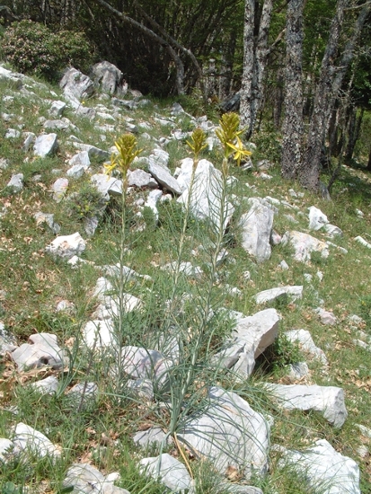 Asphodeline lutea / Asfodelo giallo